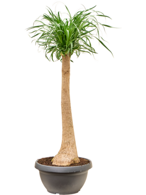 Stem