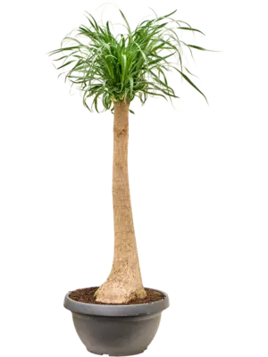 Stem