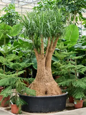 Branched