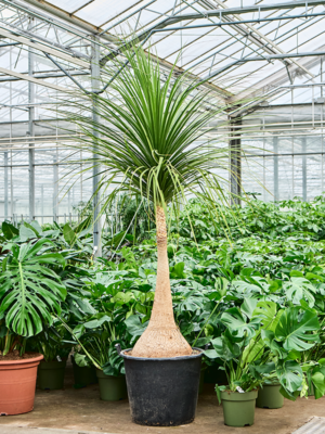 Stem
