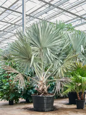 Stem