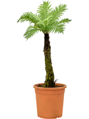 Stem
