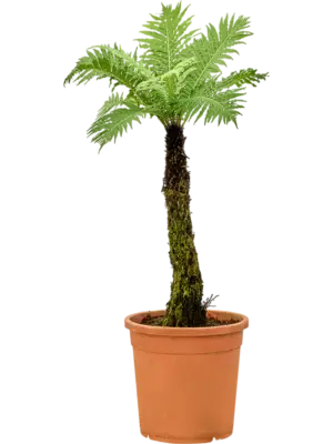 Stem
