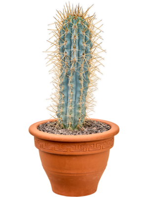 Tuft