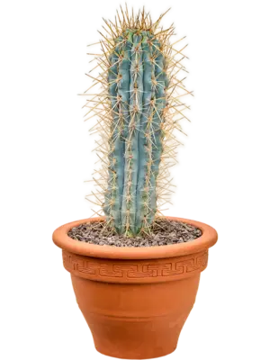 Tuft
