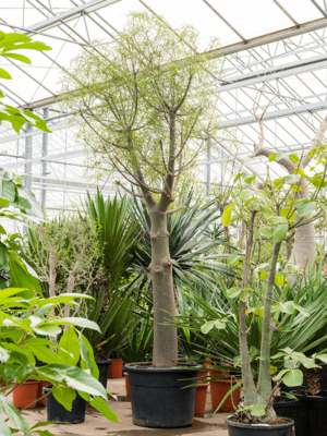Stem