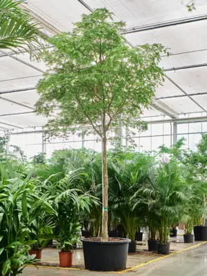 Stem