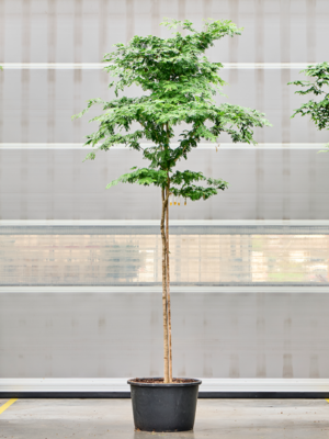 Stem