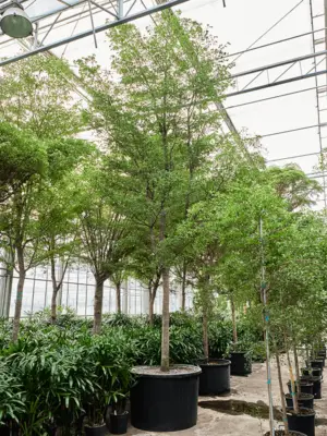 Stem