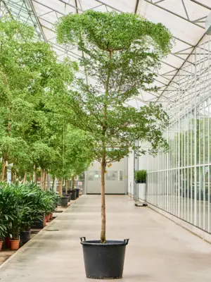 Stem