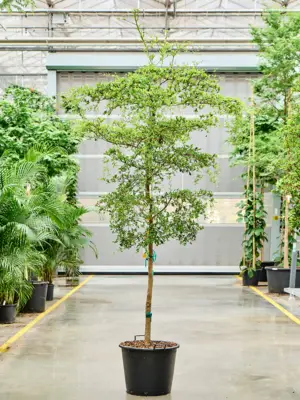 Stem