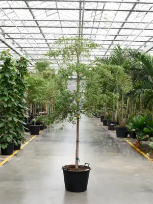 Stem