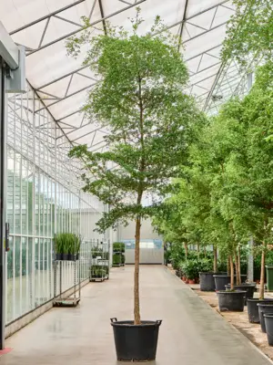 Stem