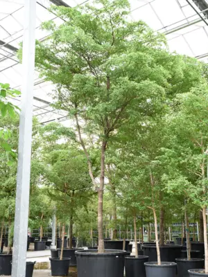 Stem