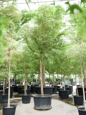 Stem