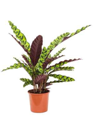 Bush