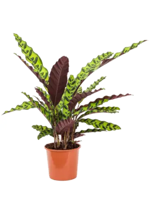 Bush