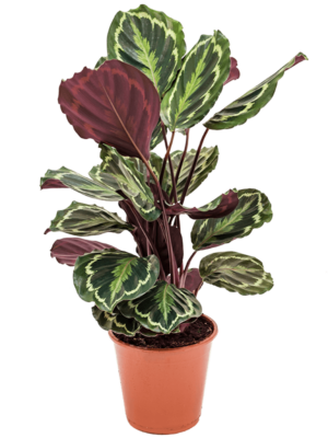 Bush