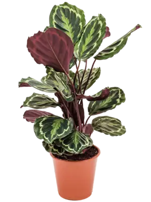 Bush