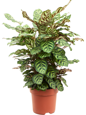 Bush