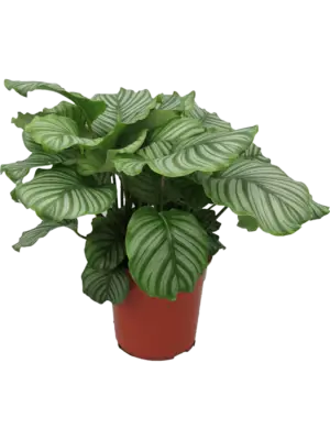 Bush