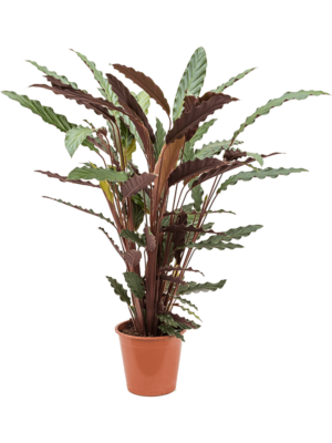 Bush