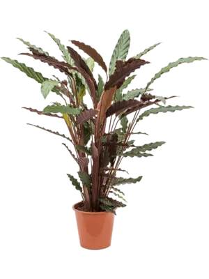Bush