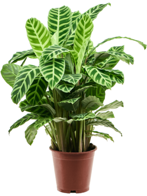 Bush