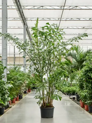 Bush (250-300)