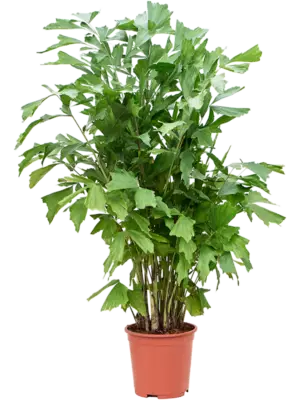 Bush