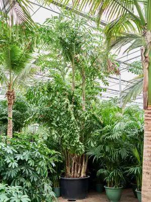 Bush