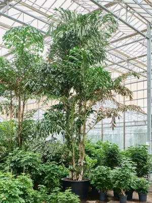 Bush