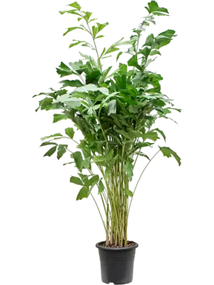 Bush