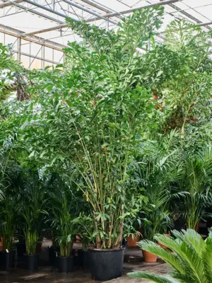 Bush