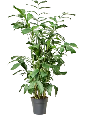 Bush