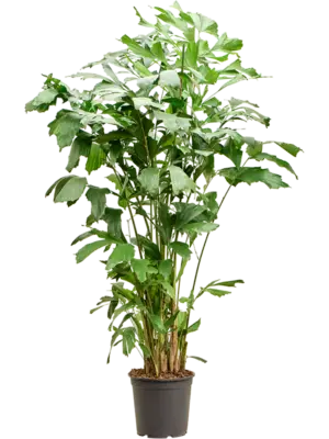 Bush