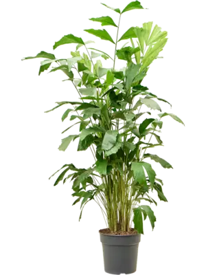 Bush