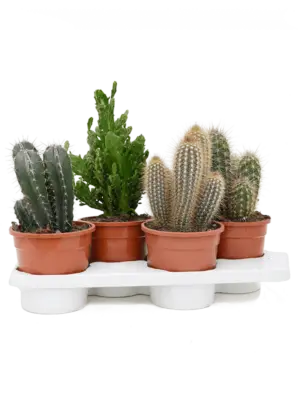 null