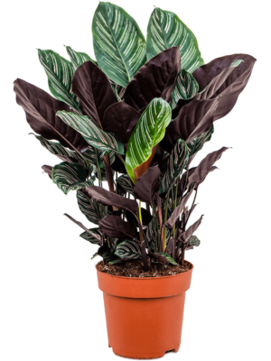 Bush
