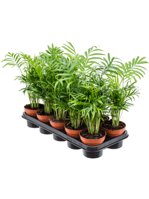 Bush