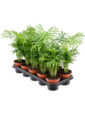 Bush