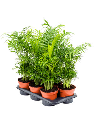 Bush