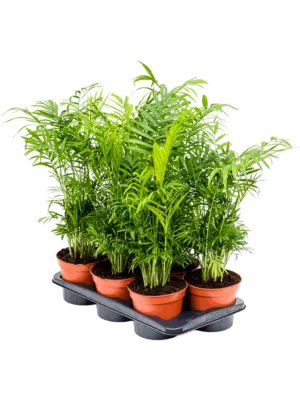 Bush