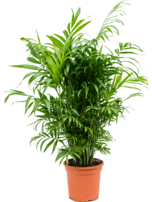 Bush