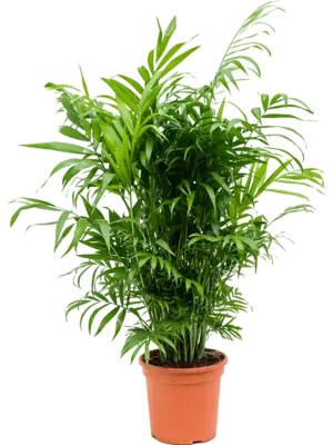 Bush
