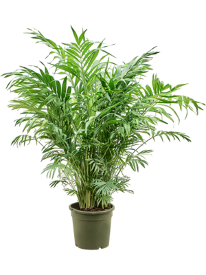 Bush