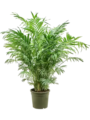 Bush