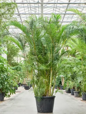 Bush (340-375)