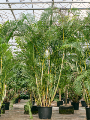 Bush (400-450)