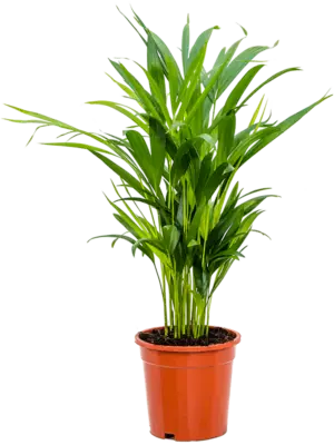 Tuft